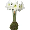 Jumbo Moss Coated Amaryllis Bulb - No Water, No Soil, Easy Holiday Blooms - Image 1