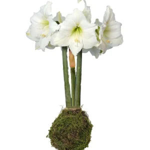 Jumbo Moss Coated Amaryllis Bulb - No Water, No Soil, Easy Holiday Blooms - Image 1