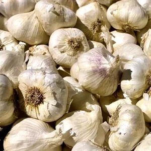 Jumbo Organic Softneck Garlic Bulbs - 3 Count for Planting, Easy to Grow - Image 9