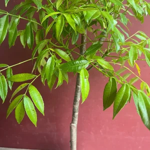 June Plum Dwarf Live Plant – Ambarella Fruit Tree – 3 Gallon Pot – Outdoor - Image 3