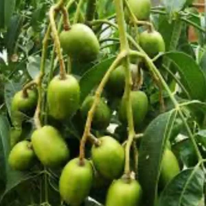 June Plum Dwarf Live Plant – Ambarella Fruit Tree – 3 Gallon Pot – Outdoor - Image 1