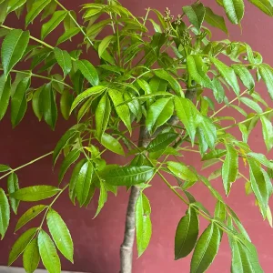 June Plum Dwarf Live Plant – Ambarella Fruit Tree – 3 Gallon Pot – Outdoor - Image 4