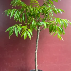 June Plum Dwarf Live Plant – Ambarella Fruit Tree – 3 Gallon Pot – Outdoor - Image 5