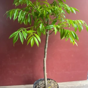 June Plum Dwarf Live Plant – Ambarella Fruit Tree – 3 Gallon Pot – Outdoor - Image 6