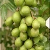 June Plum Live Plant – 2 to 3 Feet Tall – Fruit Tree in 3 Gallon Pot - Image 1
