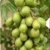 June Plum Live Plant - Spondias dulcis - 2-3 Feet Tall in 3 Gallon Pot - Image 1