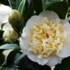 Jury Yellow Camellia Live Plant - Evergreen Shrub, 4 inch Pot, White & Yellow Flowers, USDA Zones 7a-10a - Image 1