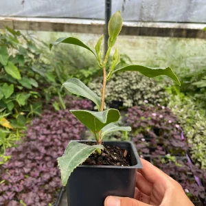 Jury Yellow Camellia Live Plant - Evergreen Shrub, 4 inch Pot, White & Yellow Flowers, USDA Zones 7a-10a - Image 2