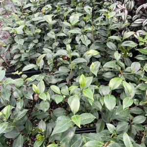 Jury Yellow Camellia Live Plant - Evergreen Shrub, 4 inch Pot, White & Yellow Flowers, USDA Zones 7a-10a - Image 4