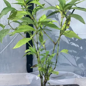 Justicia Spicigera Insulin Live Plant - 4 inch Pot - Indoor/Outdoor - Image 3