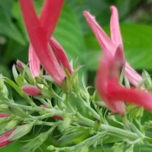 Justicia Spicigera Insulin Plant – Live Plant – 4 inch Pot – Indoor/Outdoor - Image 2