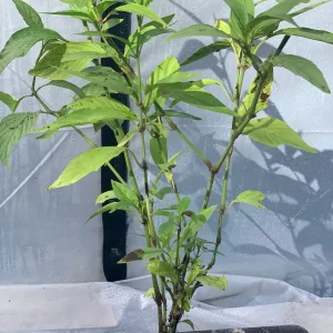 Justicia Spicigera Insulin Plant – Live Plant – 4 inch Pot – Indoor/Outdoor - Image 3