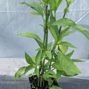 Justicia Spicigera Insulin Plant – Live Plant – 4 inch Pot – Indoor/Outdoor - Image 5