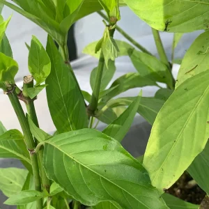 Justicia Spicigera Insulin Plant – Live Plant – 4 inch Pot – Indoor/Outdoor - Image 6