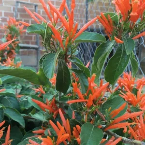 Justicia Spicigera Live Plant – Mexican Honeysuckle – 1 Gallon Pot – 1 Foot Tall - Image 3