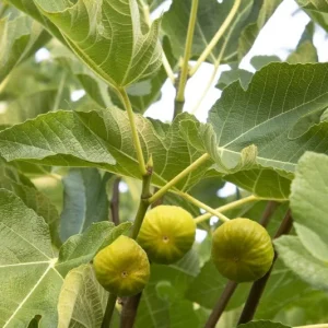 Kadota Fig Live Plant – 1 ft Tall – Sweet Fruit Tree – Outdoor 6 inch Pot - Image 1