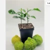 Kaffir Lime Live Plant Duo - 2 Seedlings, 2-3 Inches Tall - Indoor/Outdoor - Image 1