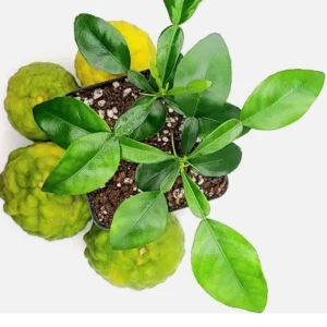 Kaffir Lime Live Plant Duo - 2 Seedlings, 2-3 Inches Tall - Indoor/Outdoor - Image 2