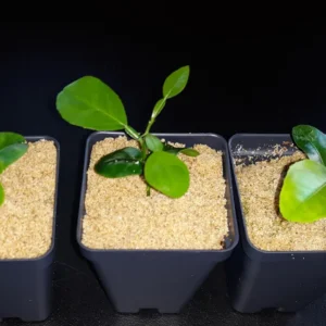 Kaffir Lime Live Plant Starter Plugs – 2-3 Inches Tall – Culinary & Ornamental - Image 2
