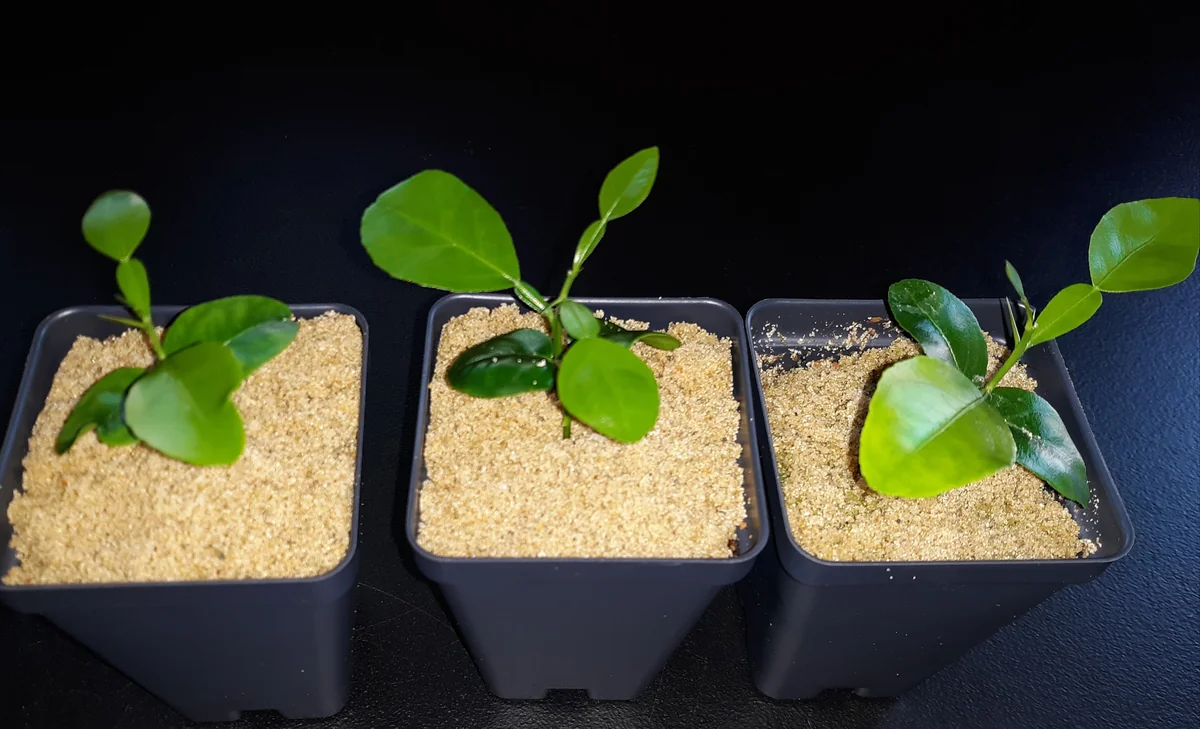 Kaffir Lime Live Plant Starter Plugs – 2-3 Inches Tall – Culinary & Ornamental - Image 2