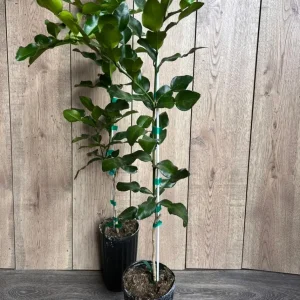 Kaffir Lime Tree - Citrus Hystrix Makrut Live Plant – 1/2 Gallon Pot - Image 5