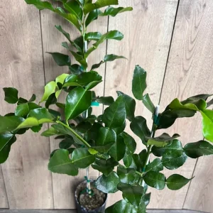 Kaffir Lime Tree - Citrus Hystrix Makrut Live Plant – 1/2 Gallon Pot - Image 6