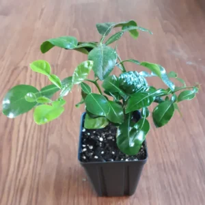 Kaffir Lime Tree Live Plant - 5-10 Inches Tall - Makrut Lime Citrus Hystrix - Image 3