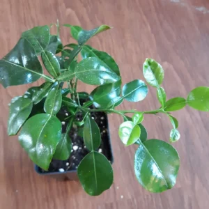 Kaffir Lime Tree Live Plant - 5-10 Inches Tall - Makrut Lime Citrus Hystrix - Image 4