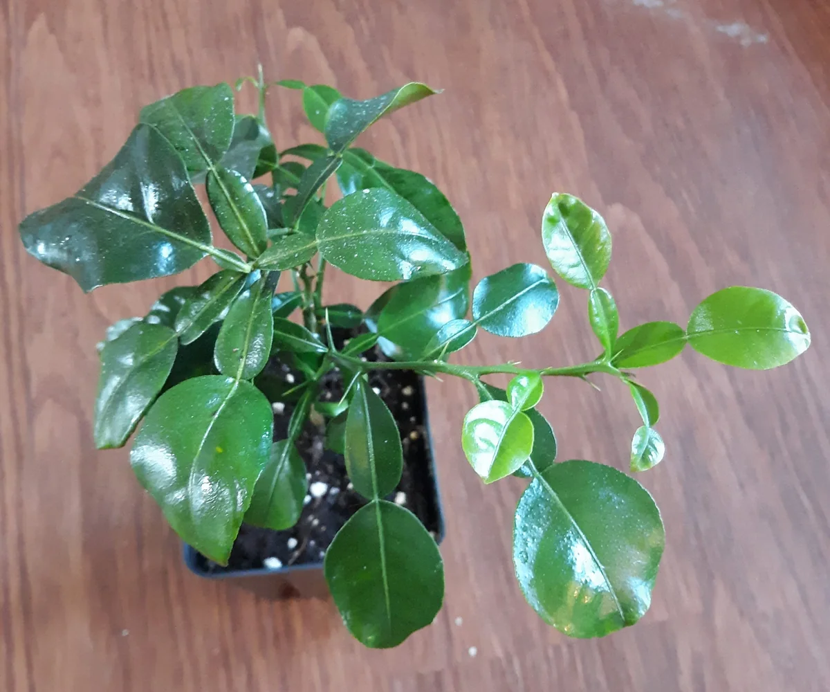 Kaffir Lime Tree Live Plant - 5-10 Inches Tall - Makrut Lime Citrus Hystrix - Image 4