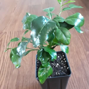 Kaffir Lime Tree Live Plant - 5-10 Inches Tall - Makrut Lime Citrus Hystrix - Image 5