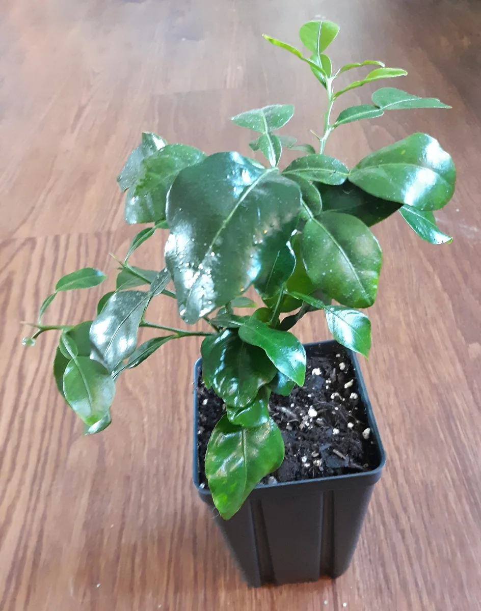 Kaffir Lime Tree Live Plant - 5-10 Inches Tall - Makrut Lime Citrus Hystrix - Image 5