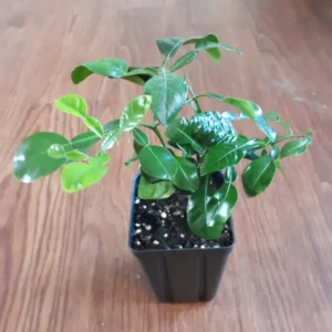 Kaffir Lime Tree Live Plant - 5-10 Inches Tall - Makrut Lime Citrus Hystrix - Image 6