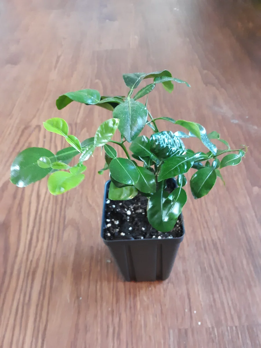 Kaffir Lime Tree Live Plant - 5-10 Inches Tall - Makrut Lime Citrus Hystrix - Image 6