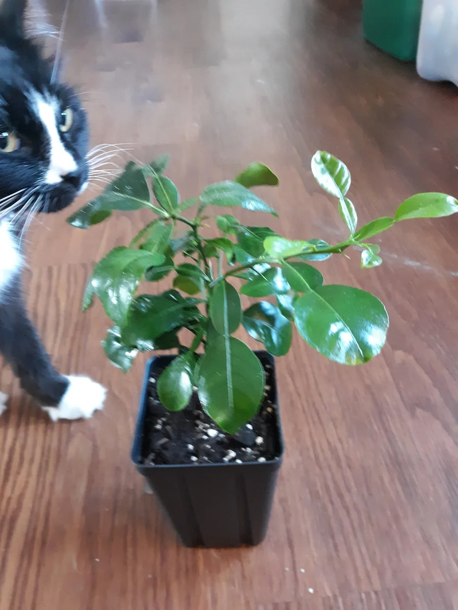 Kaffir Lime Tree Live Plant - 5-10 Inches Tall - Makrut Lime Citrus Hystrix - Image 1