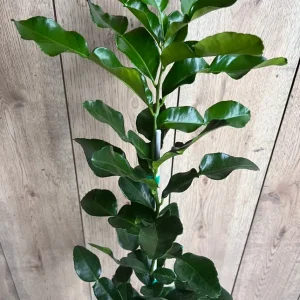 Kaffir Lime Tree Live Plant - Citrus hystrix Makrut, Fragrant Thai Lime, 1/2 Gal Pot - Image 1