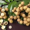 Kahola Longan Tree - 2 Feet Tall Airlayered Live Plant - Ships in 3 Gallon Pot - Image 1