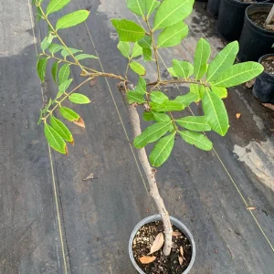 Kahola Longan Tree - 2 Feet Tall Airlayered Live Plant - Ships in 3 Gallon Pot - Image 2