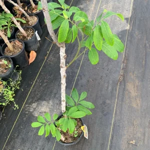 Kahola Longan Tree - 2 Feet Tall Airlayered Live Plant - Ships in 3 Gallon Pot - Image 3