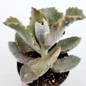 Kalanchoe beharensis 'Fang' Succulent Plant - Unique Live Houseplant - Image 2