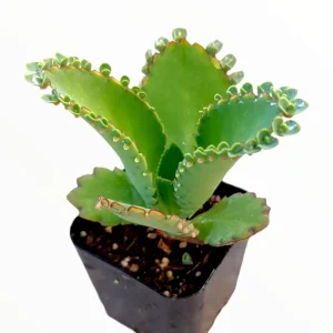Kalanchoe daigremontiana 'Mother of Thousands' Live Succulent Plant - Image 2