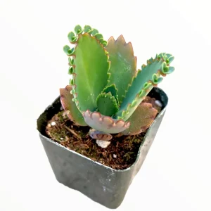 Kalanchoe daigremontiana 'Mother of Thousands' Live Succulent Plant - Image 3