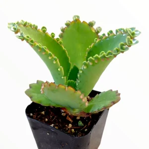 Kalanchoe daigremontiana 'Mother of Thousands' Live Succulent Plant - Image 1