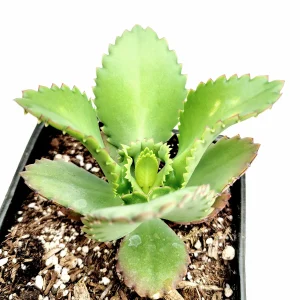 Kalanchoe daigremontiana 'Mother of Thousands' Live Succulent Plant - Image 8