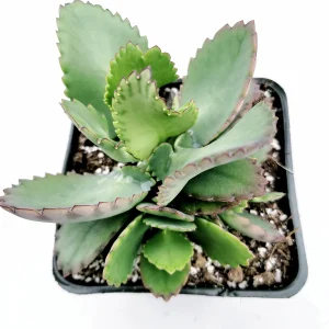 Kalanchoe daigremontiana 'Mother of Thousands' Live Succulent Plant - Image 9