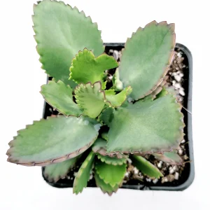 Kalanchoe daigremontiana 'Mother of Thousands' Succulent Live Plant - Image 10