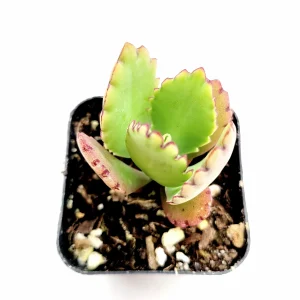 Kalanchoe daigremontiana 'Mother of Thousands' Succulent Live Plant - Image 5