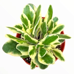 Kalanchoe fedtschenkoi 'Aurora Borealis' Live Succulent Plant - Indoor/Outdoor - Image 2