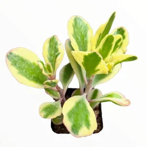Kalanchoe fedtschenkoi 'Aurora Borealis' Live Succulent Plant - Indoor/Outdoor - Image 3