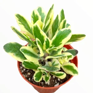 Kalanchoe fedtschenkoi 'Aurora Borealis' Live Succulent Plant - Indoor/Outdoor - Image 1