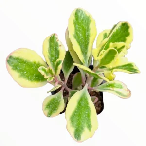 Kalanchoe fedtschenkoi 'Aurora Borealis' Live Succulent Plant - Indoor/Outdoor - Image 4